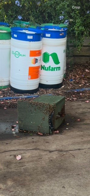 Swarm photo